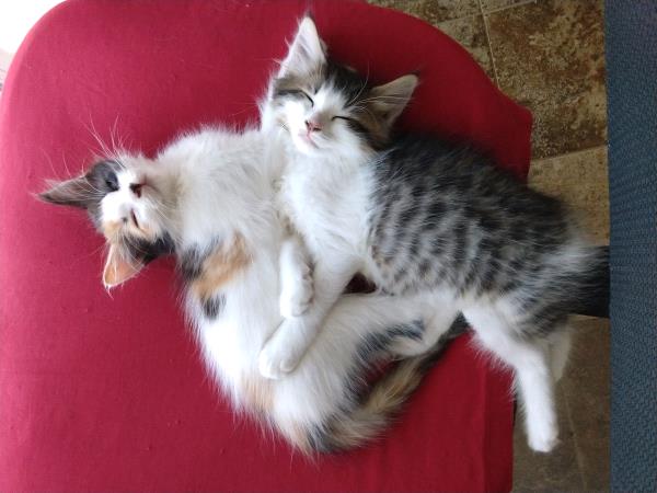 /Images/uploads/Friends of Seal Beach Animal Care Center/2022sbacc/entries/21128thumb.jpg